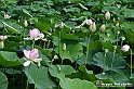 VBS_4614 - Fioritura loto a Vezza d'Alba